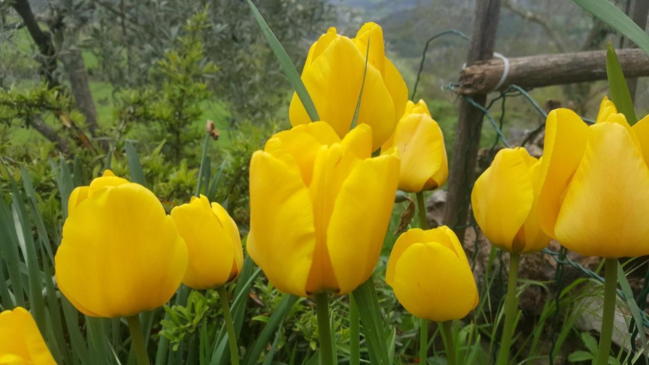 Valtopina Bed & Breakfast Casa Lisetta المظهر الخارجي الصورة
